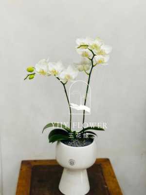 白色像蝴蝶兰花的花（白色蝴蝶兰花的寓意是什么）-图3