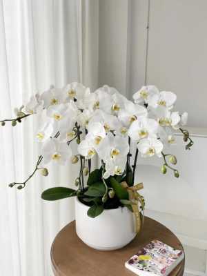 白色像蝴蝶兰花的花（白色蝴蝶兰花的寓意是什么）-图1