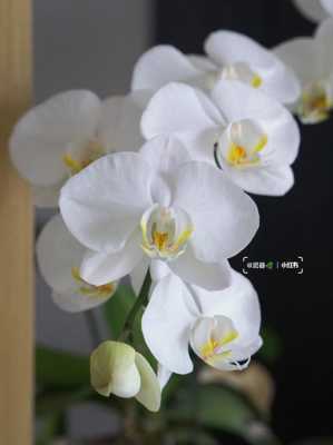 白色像蝴蝶兰花的花（白色蝴蝶兰花的寓意是什么）-图2