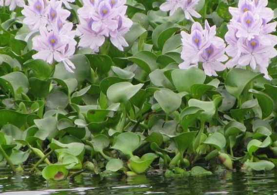 水葫芦是藻类植物吗？可它怎么还开花？水葫芦植物-图2