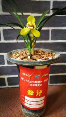 贵州最名贵十种兰花？贵州植物品种及图片-图3