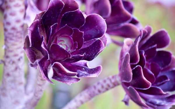 紫色的花，花名是什么？紫色花植物图片及名称-图3