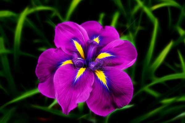 紫色的花，花名是什么？紫色花植物图片及名称-图1