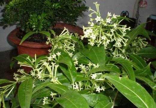 长得像仙人掌的有毒植物？植物夜来香有毒吗