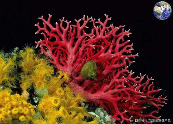 红珊瑚是动物还是植物？红珊瑚植物-图3