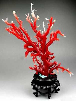 红珊瑚是动物还是植物？红珊瑚植物-图2