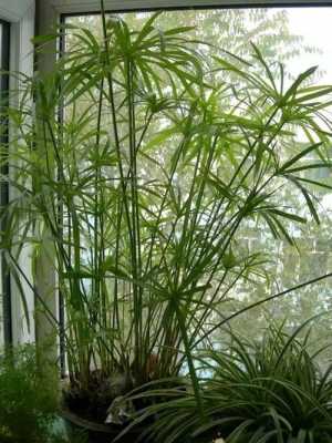 竹子的种类有几种？植物竹子的种类-图1