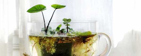 水生植物在水里到底呼吸氧气还是释放氧气？用水养的植物有哪些