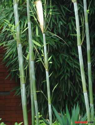 求，带“竹”字的植物名称？竹子类的植物图片-图2