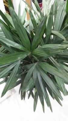 求，带“竹”字的植物名称？竹子类的植物图片-图3