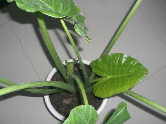 有一种植物长得像滴水观音也是药材消炎？滴水观音 植物