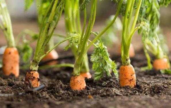 萝卜如何种植，简单种植萝卜的技巧？植物种植视频-图2