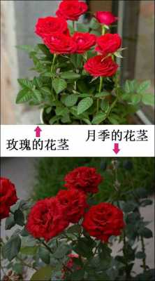 玫瑰花属于什么植物？月季花是什么植物-图1