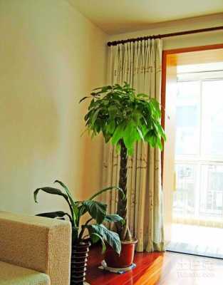 北方客厅适合摆放的十大植物？适宜客厅种植的植物-图3