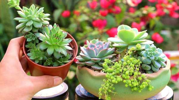 多肉植物养殖方法过程？养植多肉植物方法