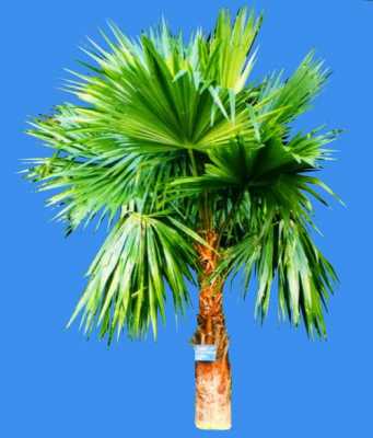 棕榈是什么意思？棕榈的植物图片