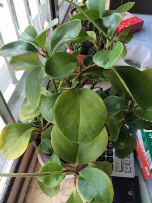大叶厚叶植物有哪几种？圆形大叶植物