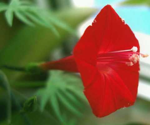 红色的像喇叭叫什么花？开花像喇叭是什么植物-图1