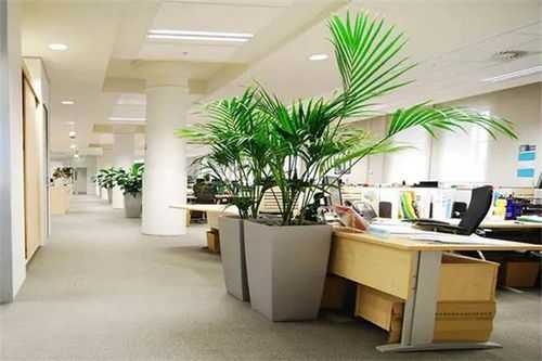 办公室门口一般摆什么植物？办公常见植物名称-图2