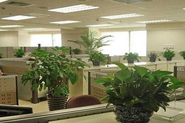 办公室门口一般摆什么植物？办公常见植物名称-图3