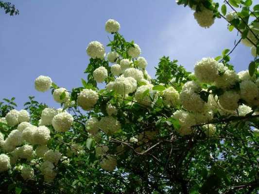 绿色球形植物、开白色花、叫什么名字？球形植物图片-图2