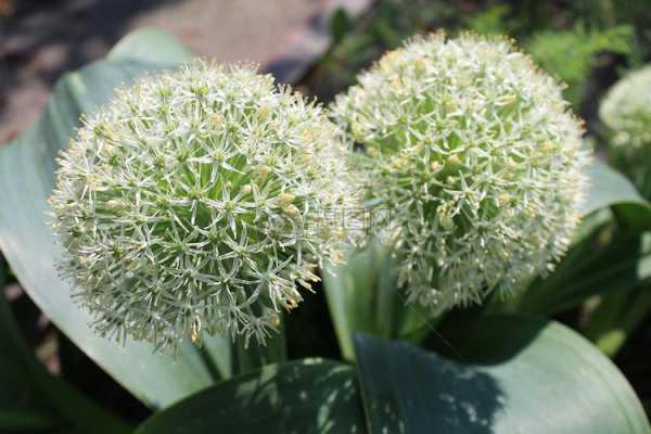 绿色球形植物、开白色花、叫什么名字？球形植物图片-图3