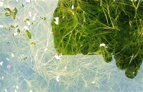 水产养殖养殖中藻类生长过旺怎么抑制？藻类植物的养殖-图1