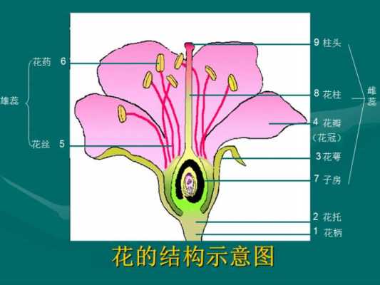植物“花朵”的基本结构包括什么？结构图是怎么样的？植物花卉介绍-图2