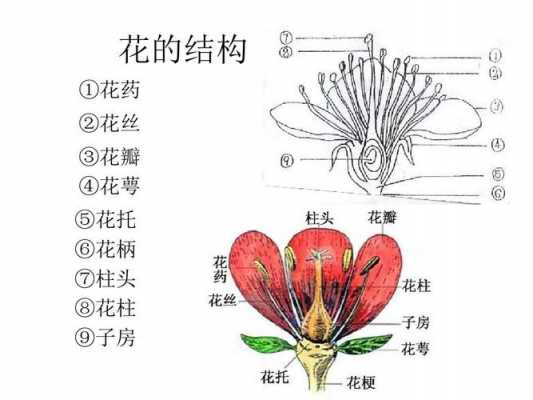 植物“花朵”的基本结构包括什么？结构图是怎么样的？植物花卉介绍-图3