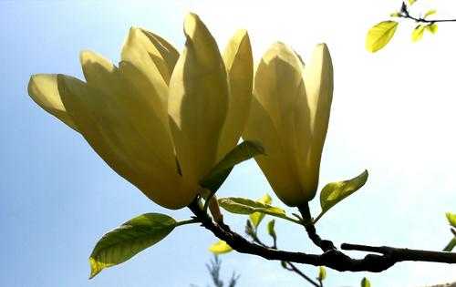 黄玉兰花每年几月花期（黄玉兰花）-图1