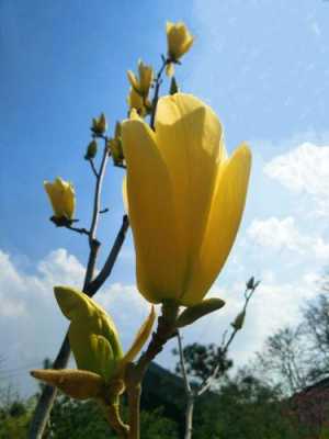 黄玉兰花每年几月花期（黄玉兰花）-图2