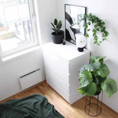 为什么植物不要放在关门窗的卧室？适合卧室养的植物图片-图3