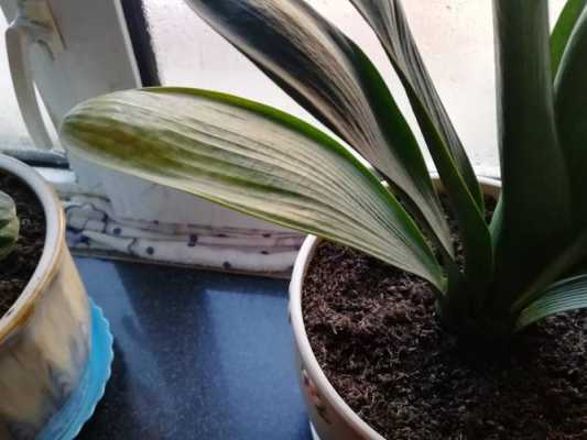 君子兰花种植用什么土（君子兰花叶发黄应该怎么办）