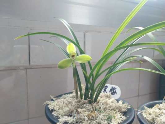 怎样选购兰花宋梅(兰花宋梅多少钱一苗)-图1 怎样选购兰花宋梅(兰花宋梅多少钱一苗)-图1