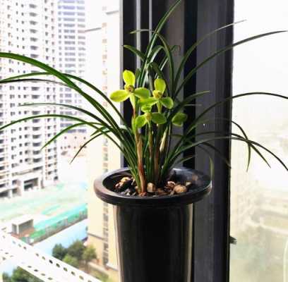 怎样选购兰花宋梅(兰花宋梅多少钱一苗)-图2 怎样选购兰花宋梅(兰花宋梅多少钱一苗)-图2