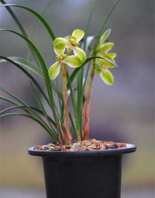 怎样选购兰花宋梅(兰花宋梅多少钱一苗)-图3 怎样选购兰花宋梅(兰花宋梅多少钱一苗)-图3