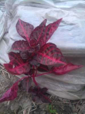 这是什么植物的叶子，很大，多瓣，主枝干呈节状，紫红色？多叶植物网-图3