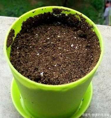 如何给花盆松土？怎样给植物松土