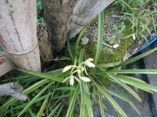 我在野外发现的兰花，没开花有人知道品种吗？兰花图片植物-图2