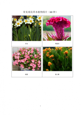 绿植花卉如何分类？观花植物的分类