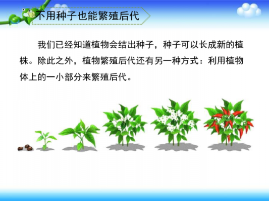 种子的繁殖方式有哪些？植物有哪些繁殖方式-图1