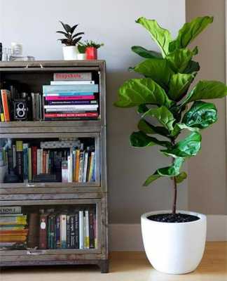 最适合客厅的30种大植物，大气又漂亮，你家有吗？室内小盆栽植物图片及名称