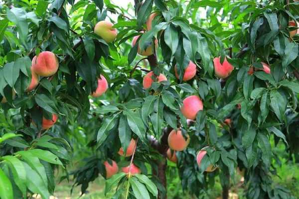 桃科属于什么植物？桃树是植物吗-图1