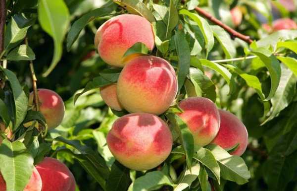 桃科属于什么植物？桃树是植物吗-图2