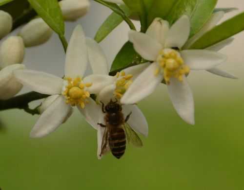 蜜蜂最好的蜜源植物？蜜蜂植物-图3