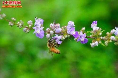 蜜蜂最好的蜜源植物？蜜蜂植物-图1