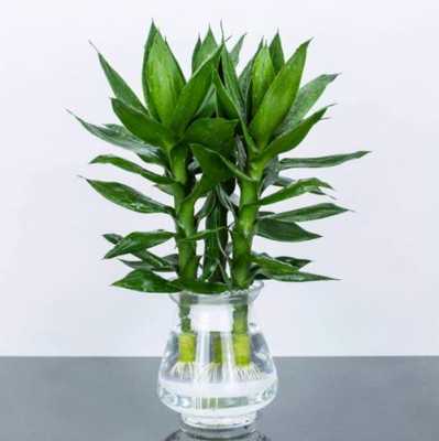 花瓶里放富贵竹子怎样让它活的更久？养盆栽植物注意事项-图2