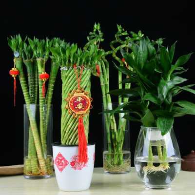 花瓶里放富贵竹子怎样让它活的更久？养盆栽植物注意事项-图1