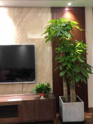 客厅适合种多大的发财树？植物发财树图片