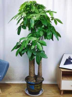 客厅适合种多大的发财树？植物发财树图片-图3